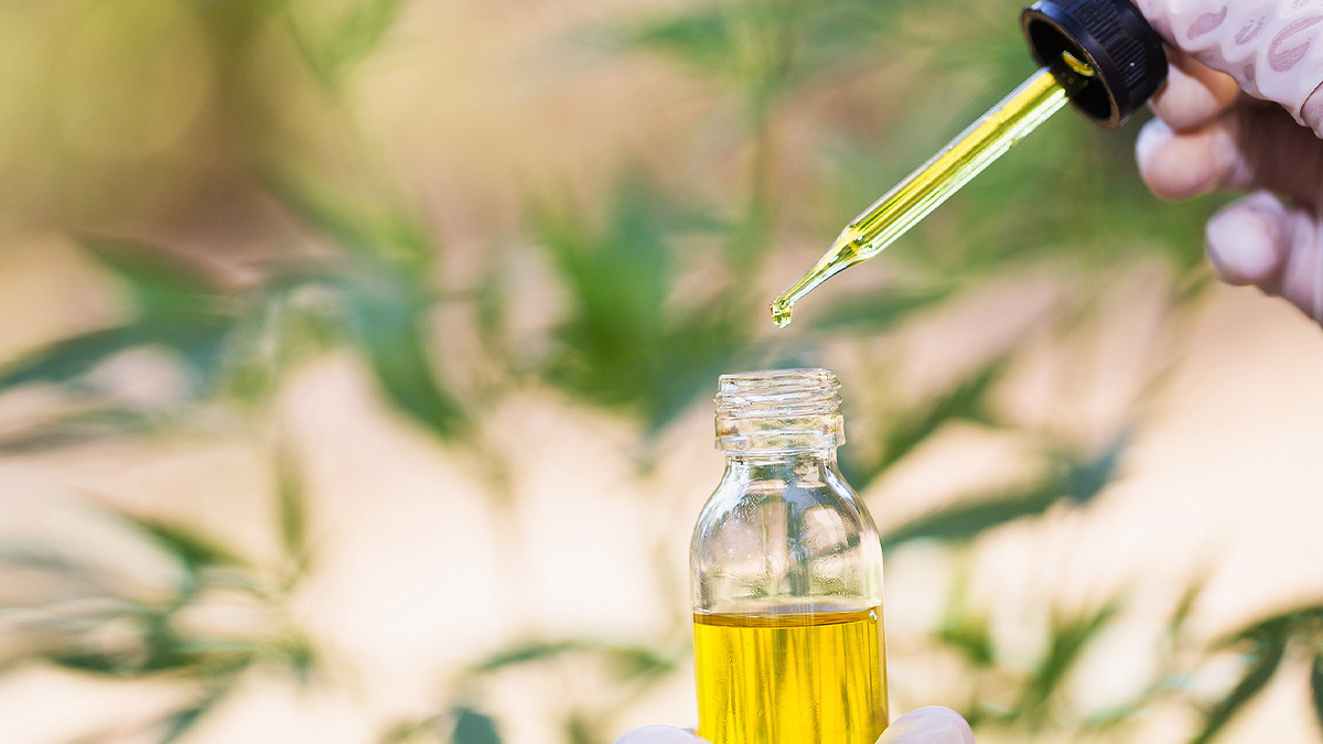 Doctor holding a dropper and a CBD oil bottle with blurred background of hemp plant